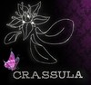 Crassula