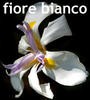Fiore Bianco (Фиоре Бианко)