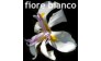 Fiore Bianco (Фиоре Бианко)